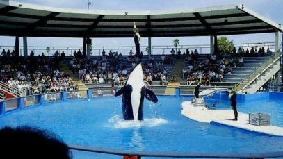 Miami Seaquarium reabre 6 Nov 2020