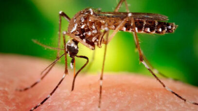 Mosquito