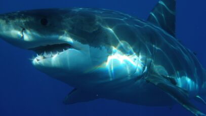 great-white-shark-398276_1920