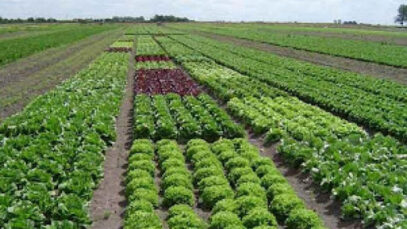 Alimentos