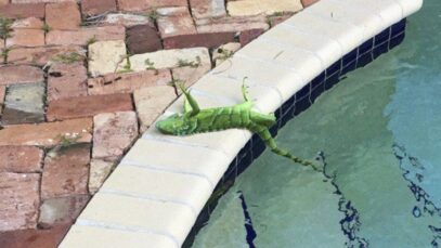 Iguanas en Florida