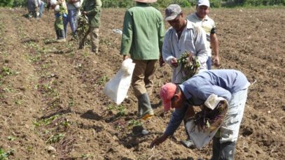 campesinos
