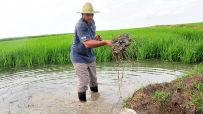 Producción agricola