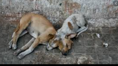 perros callejeros