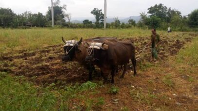 Acopio y sus políticas que perjudican a los campesinos cubanos