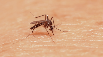 Aedes Vittatus