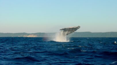 ballena
