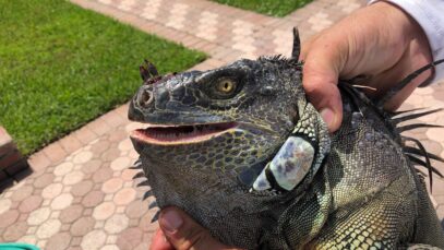 iguanas
