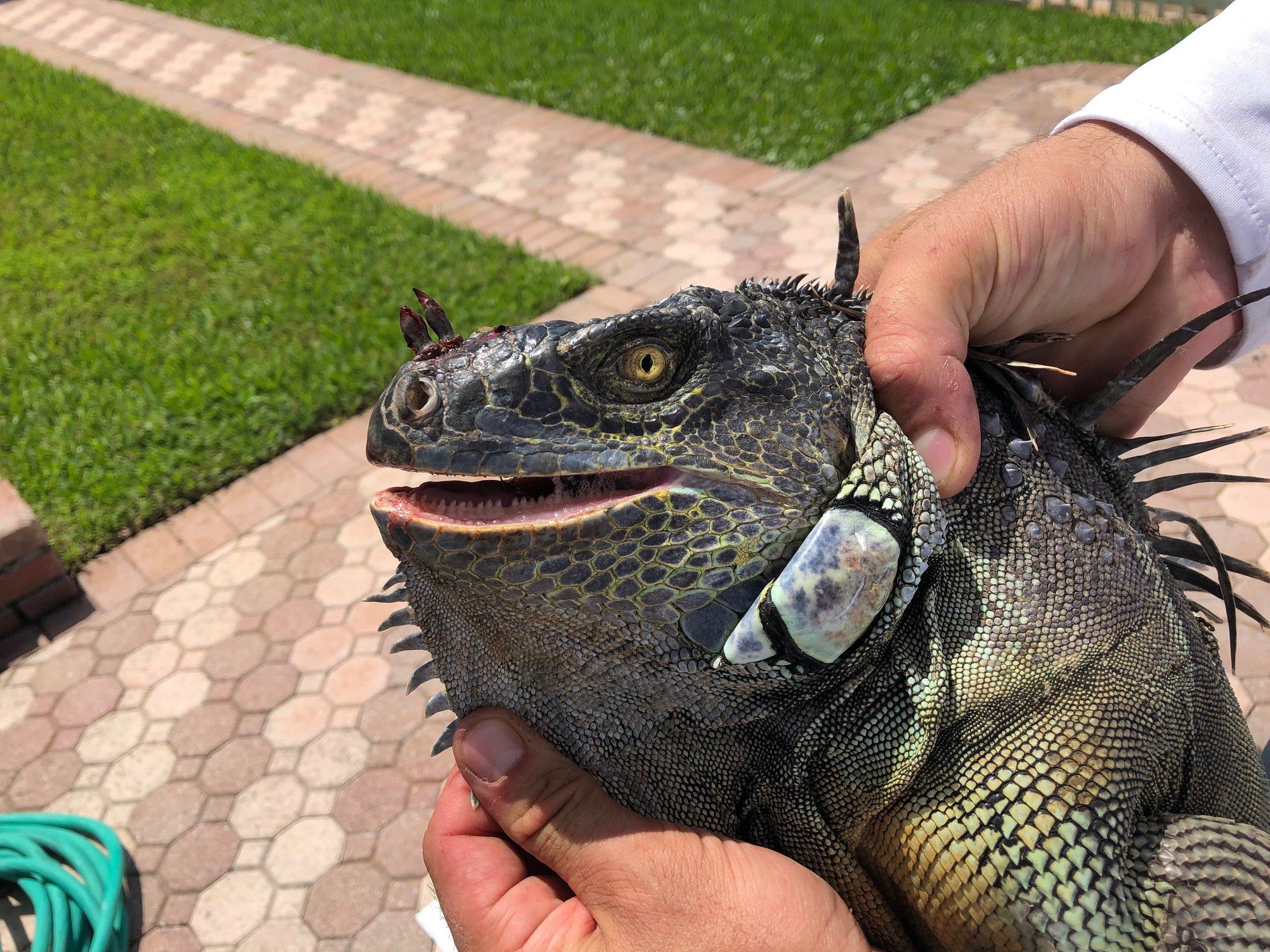 iguanas