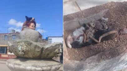1614967306-cubano-degolla-gatos-placer-venderlos-conejos-mayabeque-denuncian-animalistas