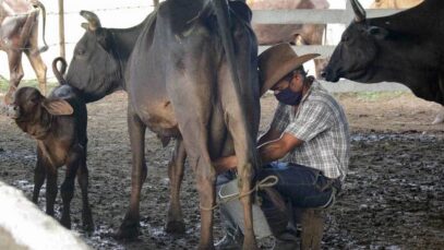 Campesino ordeña una vaca en Camaguey