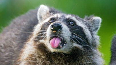mapache