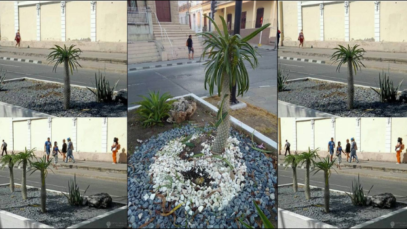 plantas cienfuegos