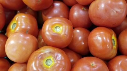tomates-vegetales-ilustrativa-de-Periodico-Cubano