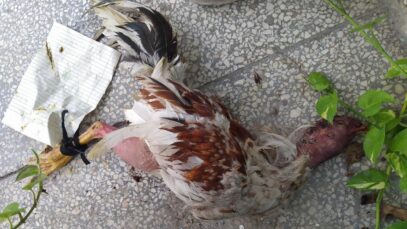 Gallo muerto como amenaza a Javier Larrea, foto Facebook