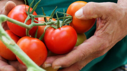Tomate-Foto Novagric