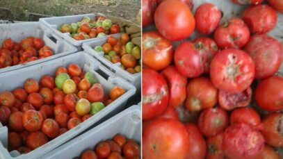 Tomates recolectado y que Acopio no quiere foto Facebook