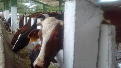 cuba-precio-res-leche-ganado
