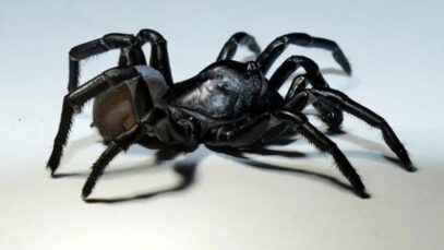 la-nueve-especie-de-arana___p3ExqhRUW_1256x620__1