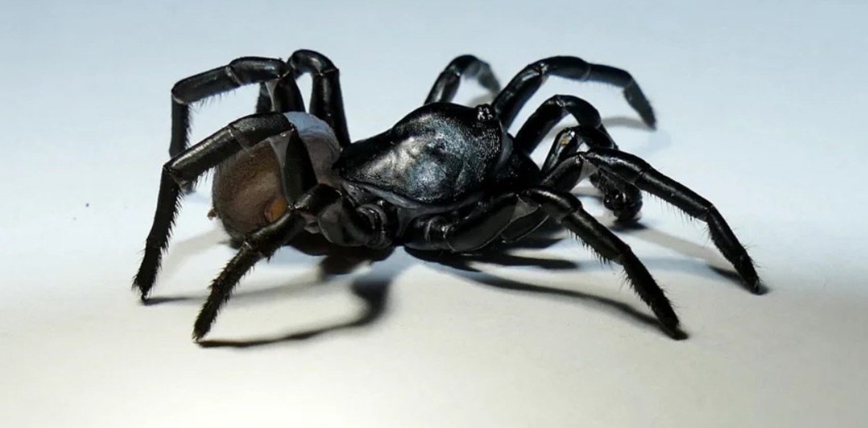 Descubren nueva especie de araña en Miami