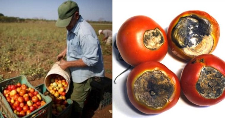 Cocinas cubanas sin tomate pues se pudre en los campos