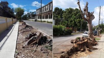 1618342549-denuncian-tala-indiscriminada-arboles-varias-zonas-habana foto cibercuba