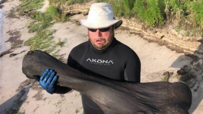 Hueso gigante de Mamut en Florida