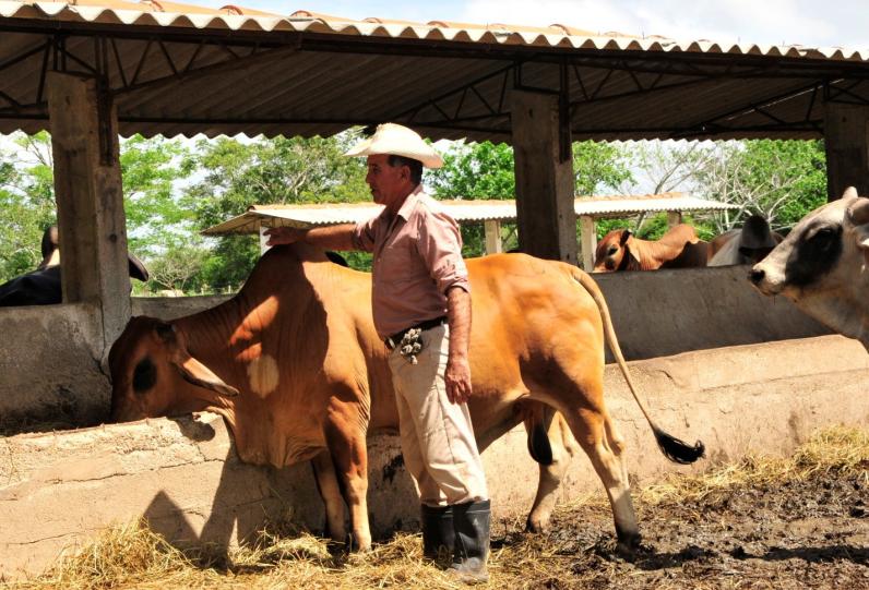 Ganaderos de Sancti Spíritus: menos del 1% podrán vender carne a particulares