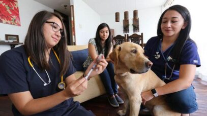 servicios veterinario – foto Vicente Costales-Narices Frías