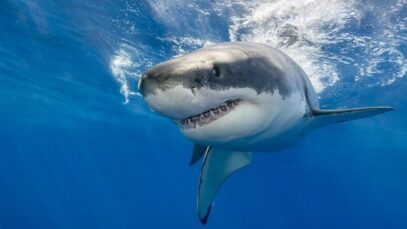 tiburones