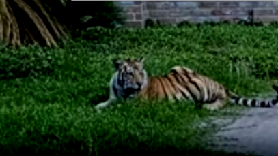 tigre perdido