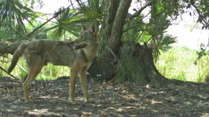 1624358957-aumenta-cantidad-coyotes-florida