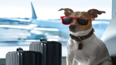 1_viajar_con_mascotas_1570039855