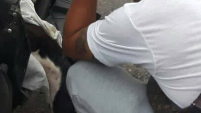 PERRO MUERTE