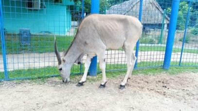 Parque Zoologico