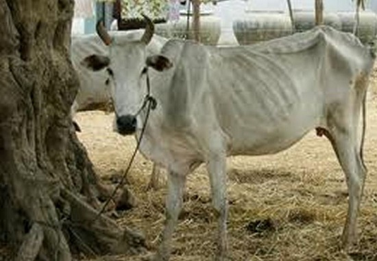 En Cuba hasta sacrificar una vaca es noticia