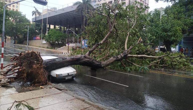 carro aplastado árbol