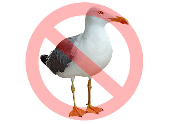Turista rusa muere después de salvar a gaviota