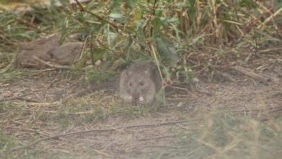 ratas