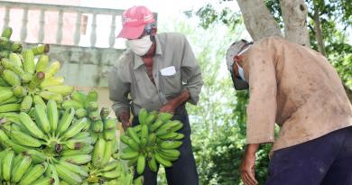 1625682864-tormenta-tropical-elsa-causo-grandes-danos-agricultura-cubana