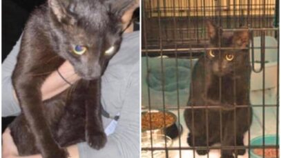 Gato-perdido-en-el-derrumbe-de-Surfside-es-hallado-con-vida.-Jessica-Holly-WSVN-Twitter_-Lorenzo-the-Cat-Twitter.